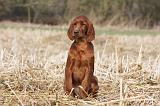 SETTER IRLANDAIS 452